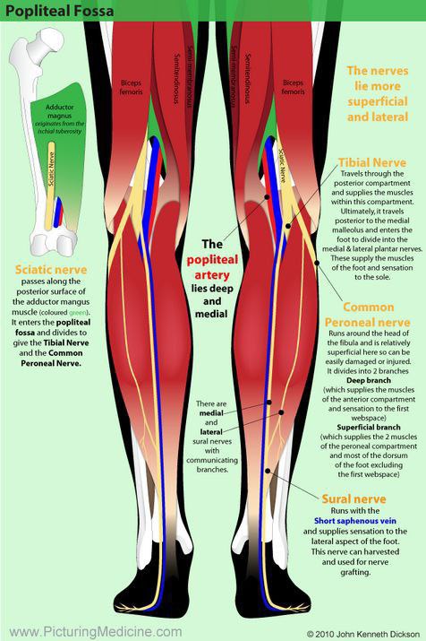 Absolutely wonderful illustration of the neurovascular contents (especially nerves) of the popliteal fossa 👍
From: PicturingMedicine