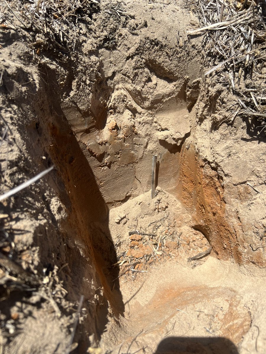 MsfMallee's tweet image. Lovely day 🌞to be doing some baseline soil carbon sampling in the #Mallee @KMatthewson_22 and Nick happy to see some good soil moisture in Mallee soils leading into 2024 @SA_PIRSA #msfprojects