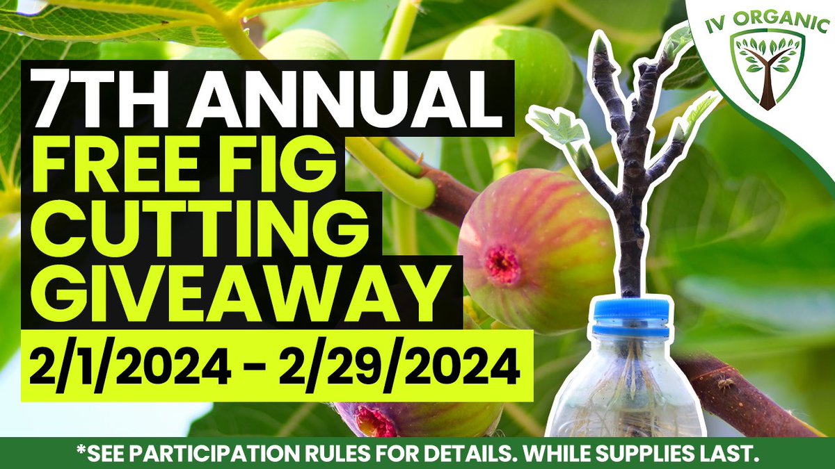 IV Organic® 7th Annual FREE Fig Cuttings Giveaway; February 1st to 29th, 2024. 70+ FIG VARIETIES! DETAILS @ IVOrganics.com *see participation rules to get a FREE fig cutting, ONE (1) daily winner, USA shipping included.  Follow &amp; Tag 2 friends!
#IVOrganic #FigCuttings