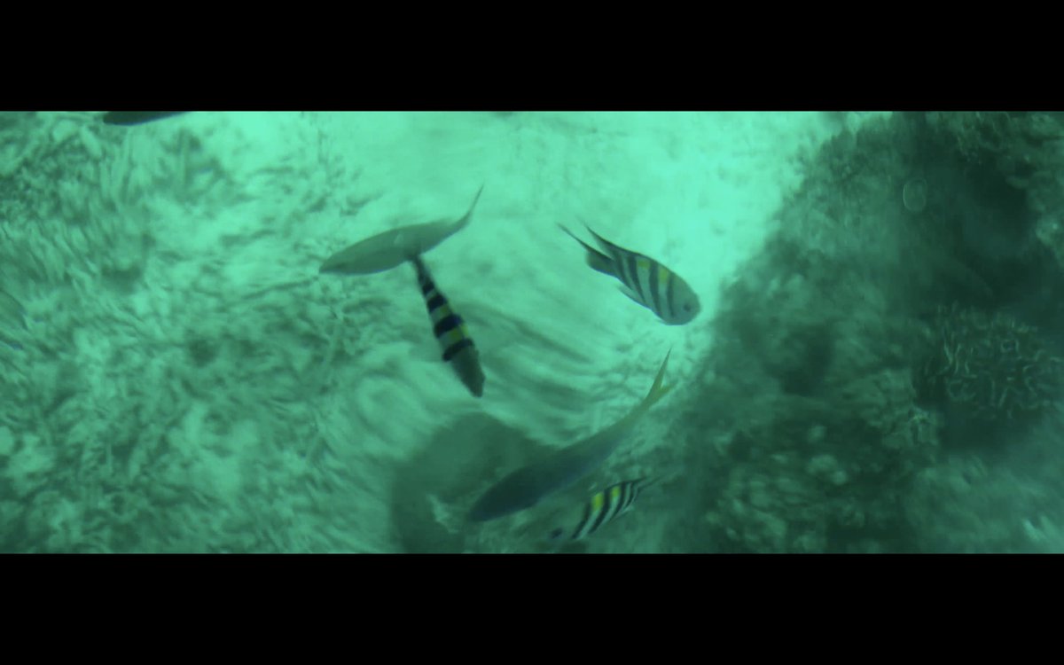 FilmsFra's tweet image. 🎬 Twined 

Twined is a film that seeks the audience to view the world in two sets of lenses, a natural world and a distorted world. 

My first film of 2024 is out now! 

Film by Frazier de Mesa

Watch it here⬇️
youtu.be/I1J8-vKEEb0?si…