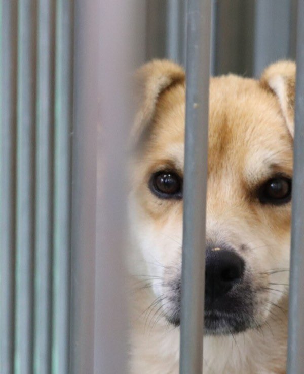 doubutsu_1st's tweet photo. 時に、動物の事を考えるのが辛く、知らない振りをしてしまいたくなります😢
ですが、その度に思い出す言葉。
「本当に辛いのは私たちではなく、人間に利用され痛みと苦しみを感じている動物たち」
この言葉で、何度でも立ち上がれます❗️動物に権利を返します😌
#動物 https://t.co/cIAqZZciXf