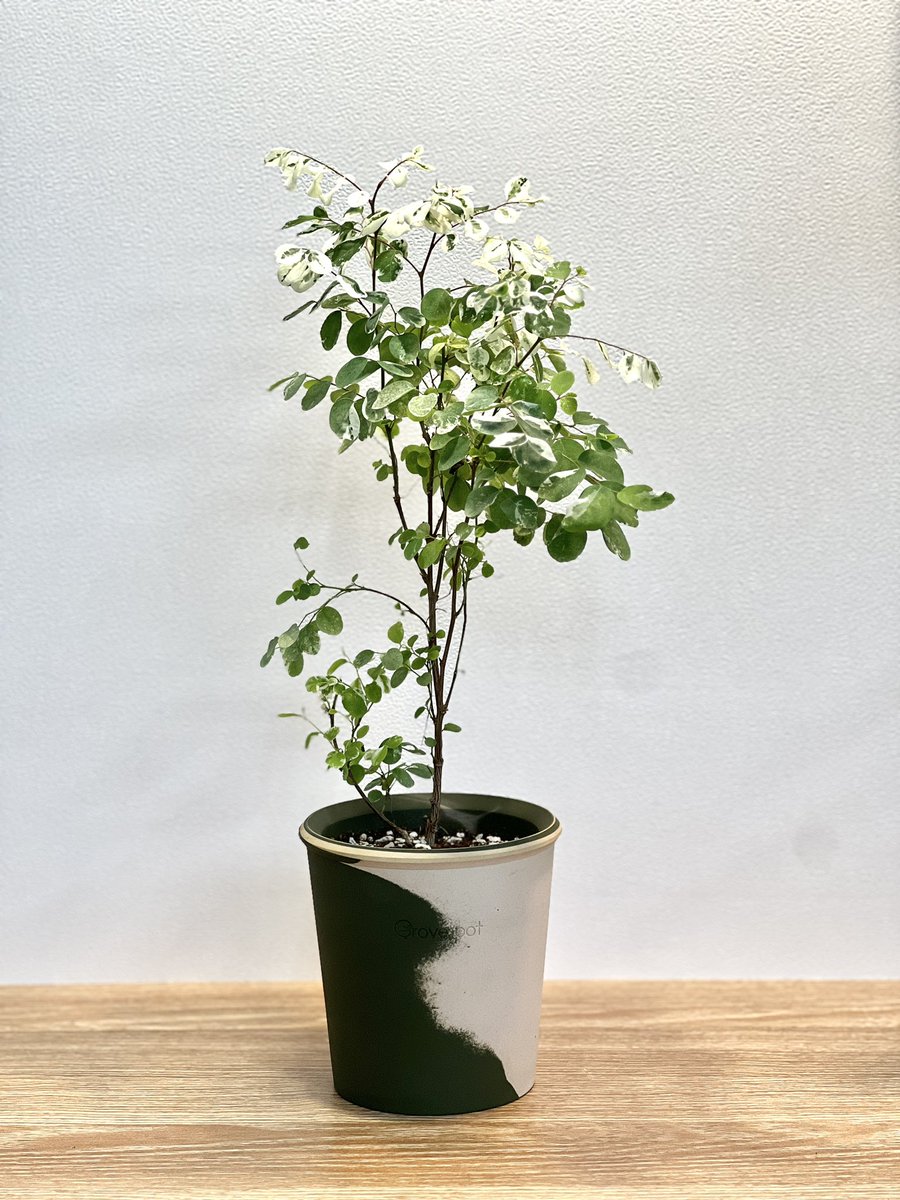 grove_pot tweet picture