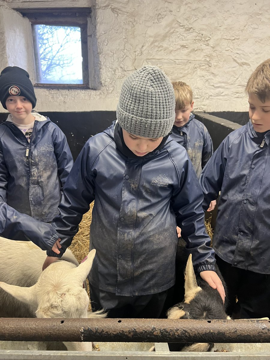 Group C have really enjoyed sending time with the donkeys today! @gladstonebarry @Treginnis_FFCC