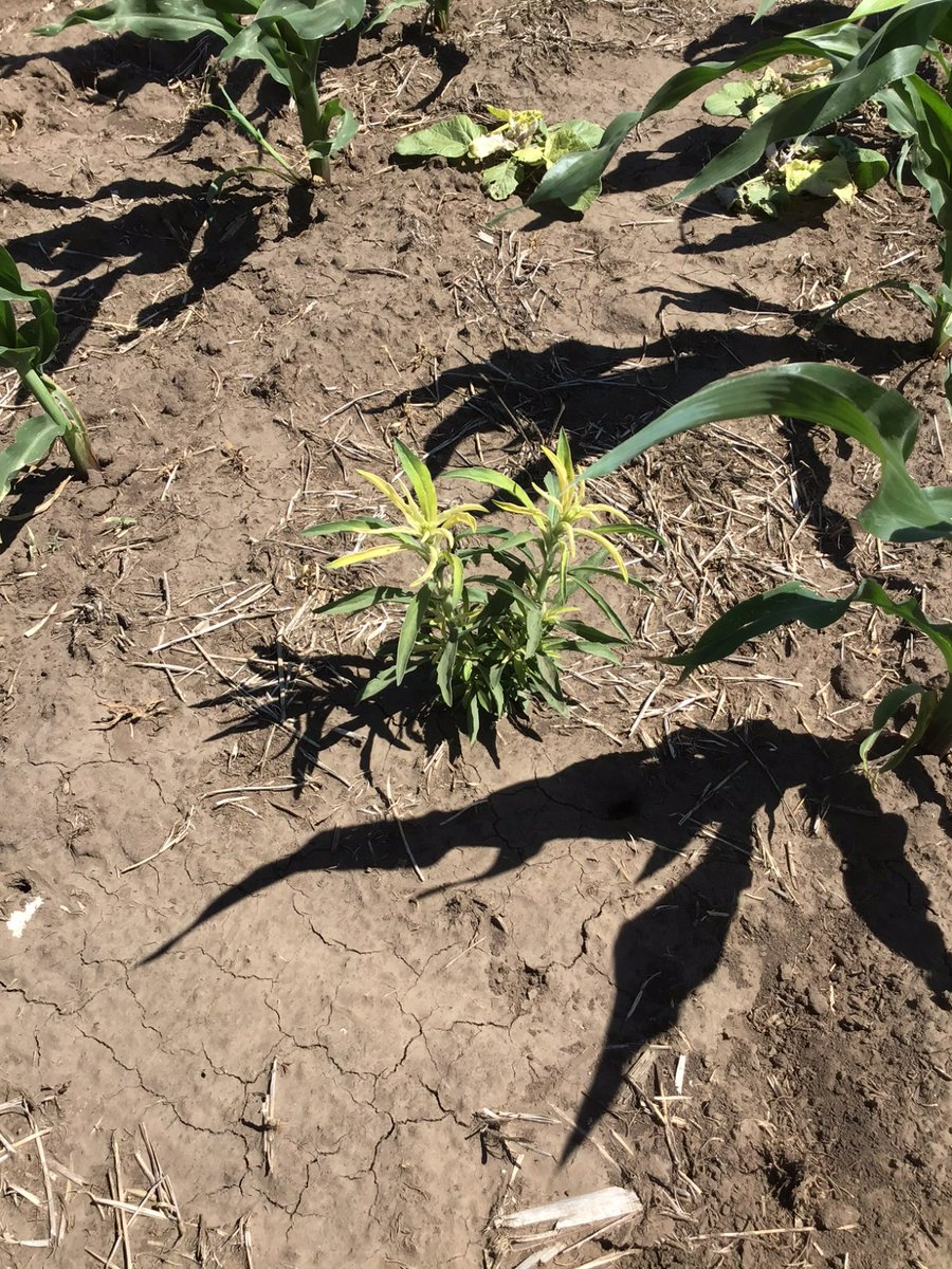 Excelente control de nabolza y rama negra con LAUDIS de <a href="/AgroBayerAR/">Agro Bayer</a>, 5 días despues de la aplicación.

#LER
<a href="/Bayer4Crops/">Bayer | Crop Science</a>
<a href="/FieldViewArg/">FieldView Argentina</a>
<a href="/DekalbArgentina/">DEKALB Argentina</a>