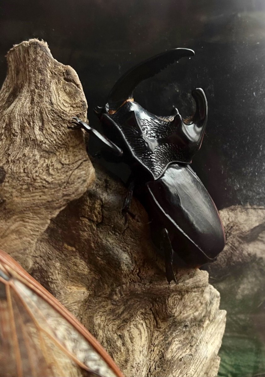 Impressive armour on this guy! 🦏 A burly Rhinoceros Beetle specimen, belonging to my Grandfather, ready for proper display after 60 years. #taxidermy #Coleoptera @thewildcurio