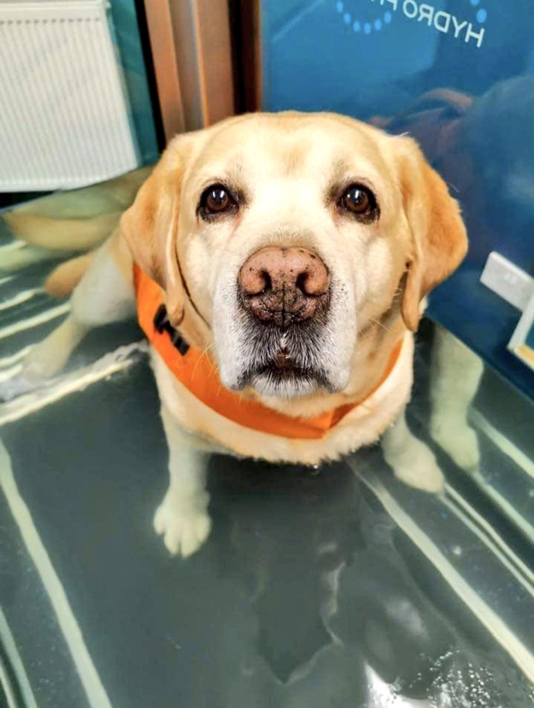 Wasn't he just beautiful? ❤️

Bert the Bear 
#Dogsoftwitter #Dog #Dogs #Labrador #Labradors