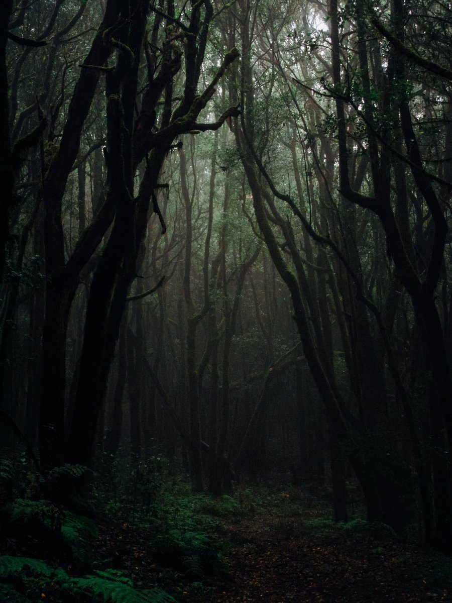 Hamzabahi0's tweet photo. AMAZON RAINFOREST
Can Anyone of you go into this “alone”?
#amazon_forest #wildlife #Jungle https://t.co/wPhDrI9rdc