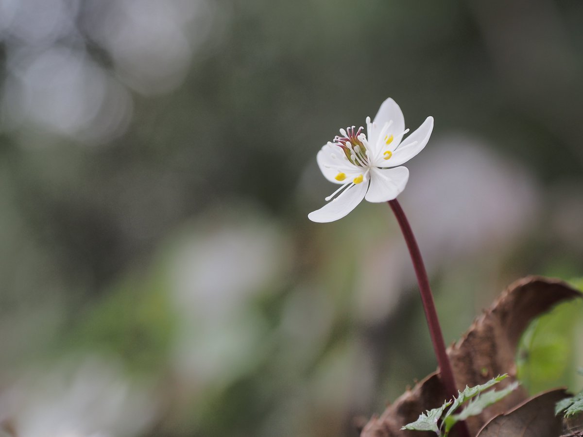kyoro_e_pl6's tweet photo. 美しく咲くバイカオウレン❀

#神戸市立森林植物園

OLYMPUS PEN Lite E-PL6
M.ZUIKO DIGITAL 45mm F1.8
MCON-P02 https://t.co/WzX9sJGh9h