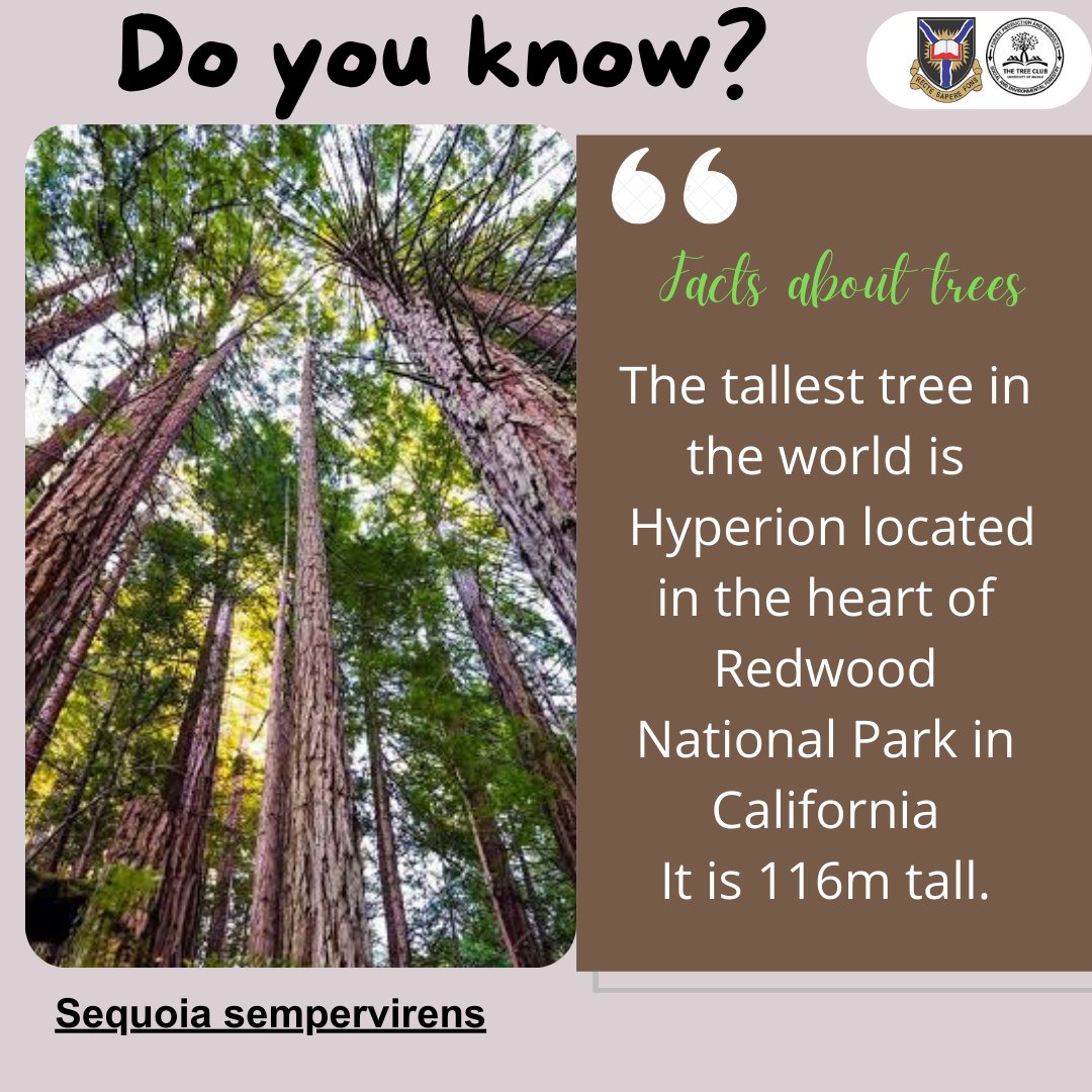 TreeclubUI's tweet photo. 🌳 Fun facts about trees🌳
Meet Tall Hyperion🎋
_Sequoia sempervirens_ stands tall at 116m – nature's skyscraper! 🌲✨
#TallTreesoftheworld
#TreeGiants
#funfactsabouttrees
#naturelovers https://t.co/ilA0HBzUsR