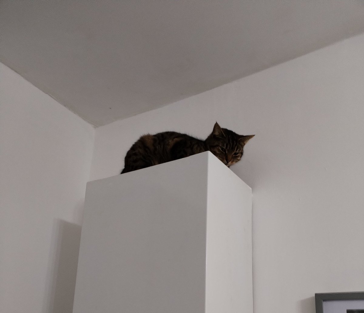 gailmarie1958's tweet photo. #MillyMoo all settled top of boiler ๐น๐น she is a climber, climbs up curtains wall mounted TVs, top of kitchen units and of course boxes are a must ๐คฃ๐คฃ
#CatsOfTwitter https://t.co/iqRcBwzTlI