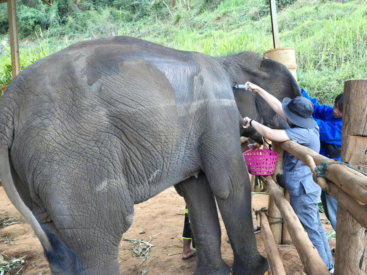 #ช่วยช้างถึงช้าง น้องคำผกา🐘อายุ 6 ปี ปางรานตอง จ.เชียงใหม่ ซนจนได้เรื่องพี่ควาญเห็นว่าคาบถุงโซดาไฟ จึงรีบแจ้งคุณหมอในพื้นที่และล้างปากด้วยน้ำสะอาด ตรวจสอบพบแผลที่ในช่องปาก คุณหมอได้ให้การรักษาพยาบาลเบื้องต้น และแนะนำให้ส่งรพ.ช้างเพื่อประเมินอาการต่อค่ะ หวังให้น้องคำผกาจะหายไวๆ😇