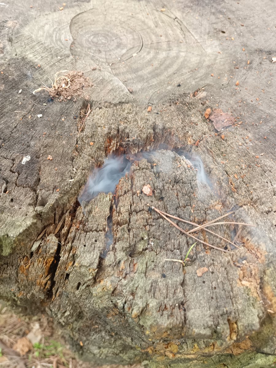 Il misteriosissimo #albero che fuma.

#Natura #Alberi #Wildlife #NatureBeauty #GoGray #IoSonoTerra #Nature #Mysterious #NaturePhotography #Smoking #Tree #PhotographyIsLife #NatureLovers #Trees