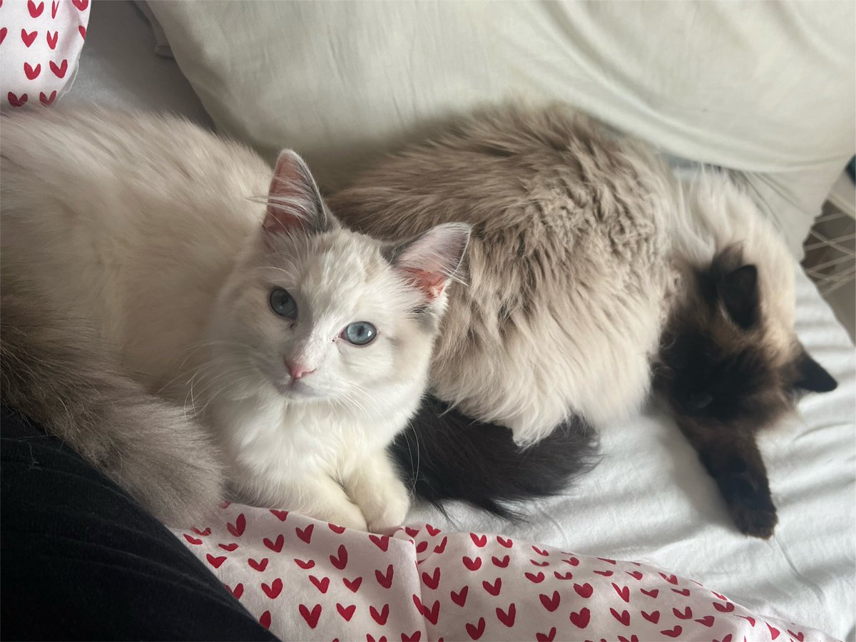 mileseveritt_'s tweet photo. @CaraLisette Ruby and Pearl https://t.co/XYdX5jJPw7