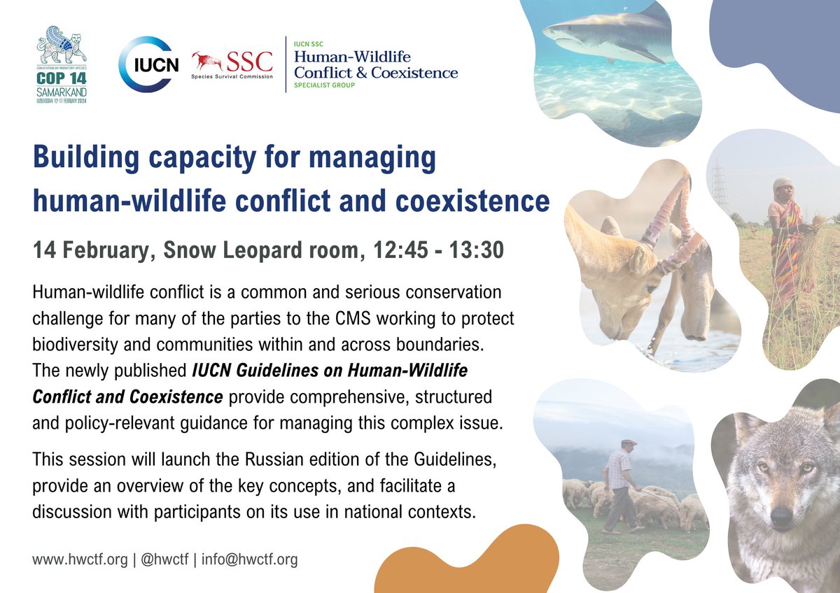 Will you be attending #CMSCOP14 in 🇺🇿? Join us for our side event on building capacity for managing human-wildlife conflict and coexistence which will include the launch of the Russian version of our Guidelines.

🗓️14th February
⏰12:45 - 13:30 UZT
ℹ️ hwctf.org/post/cms-cop14…