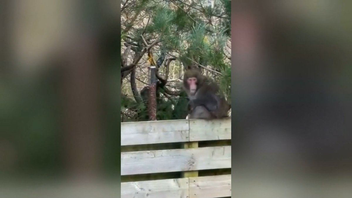 🚨BREAKING: A monkey which escaped a wildlife park in the Scottish Highlands has now been found by a search team, days after escaping. #monkey #ScottishHighlands @ajjenkins