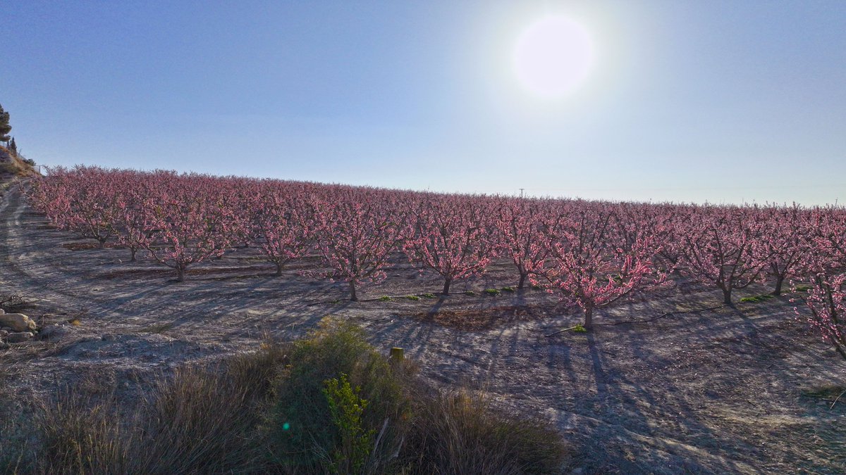 miglucas305's tweet photo. #Febrero2024 empieza la #floración en la #RegiondeMurcia, hoy #Yechar de #Mula con #dronepanoramics y #videodrone que muestran #melocotoneros #nectarinas bajo un #sol y #cieloazul del #invierno2024. @la7tele @tiempobrasero @jacobpetrus_tve @SomosMeteo @MeteoChatSE @MeteOrihuela https://t.co/8HmBgCVYVT