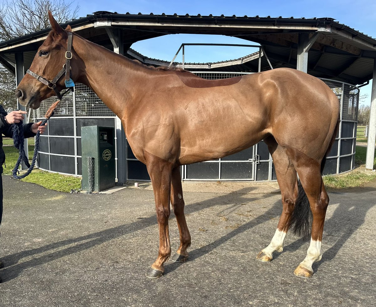 🚨SELLING TOMORROW 🚨 We have a nice draft of three year old fillies in training @Tattersalls1766 1 Havana Grey winning 2 year old 1 Filly beaten a head last time out 1 Fast filly with a pedigree to boot. Something for everyone come and see us in Somerville P 💕☀️