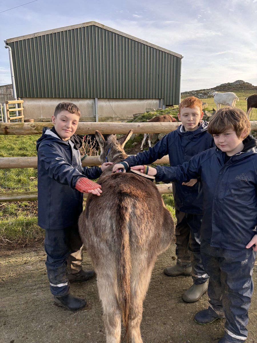 Group C have really enjoyed sending time with the donkeys today! @gladstonebarry @Treginnis_FFCC