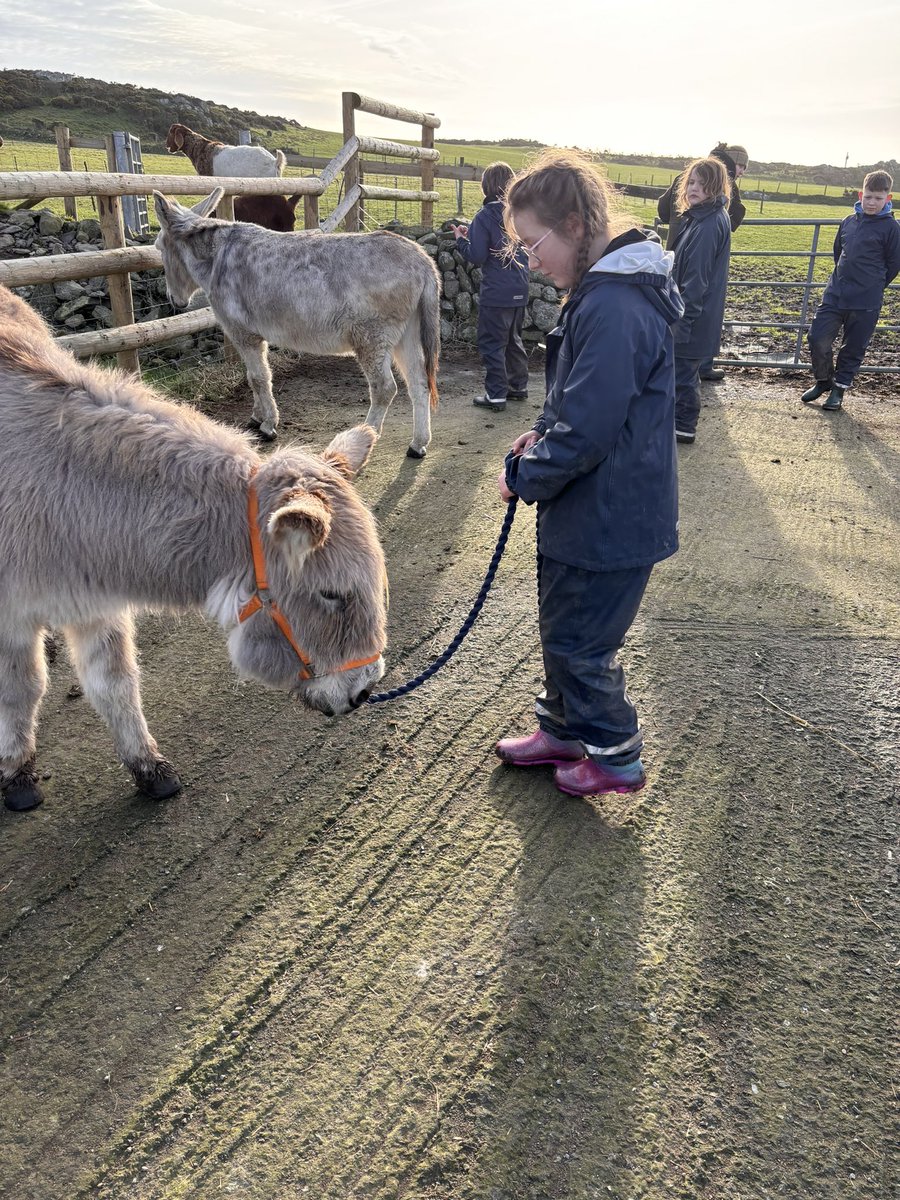 Group C have really enjoyed sending time with the donkeys today! @gladstonebarry @Treginnis_FFCC