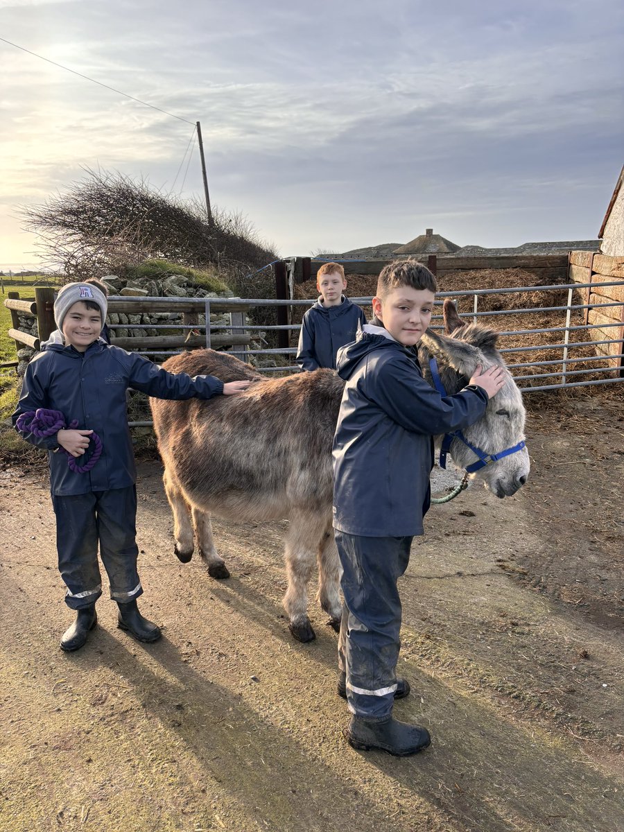 Group C have really enjoyed sending time with the donkeys today! @gladstonebarry @Treginnis_FFCC