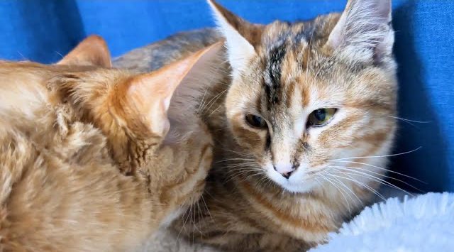 R7rikiriko_cats's tweet photo. こんばんは☺️
最近はみんなと距離が近くなってきたけど、まだ臆病で猫見知りなリサちゃん🐱💕

兄ちゃん猫のリクのところへ自分から行ったけどどうしていいかわからず...。
リクの対応は本当に優しくて(*´꒳`*)

https://t.co/BFQTnptG0K https://t.co/Xjnea0hl1B