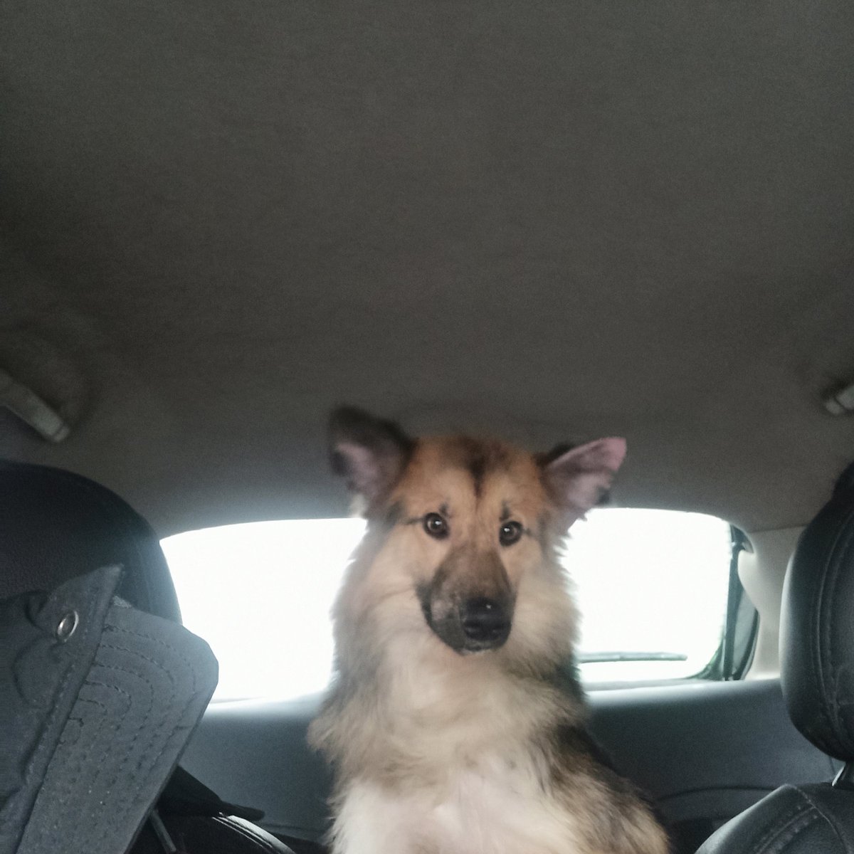 این بچه در منطقه غرب بزرگراه ستاری پیدا شده . الان پیش من هست اگر کسی این بچه رو میشناسه اعلام کنه . لطفا با تمام انرژی باز بخش کنید