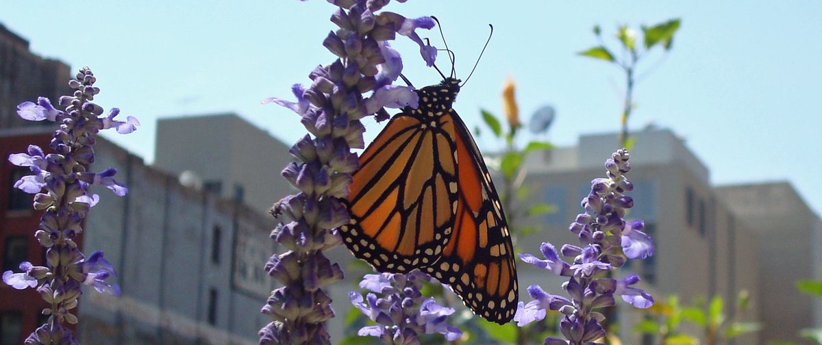 Day one as a postdoc at @UniBarcelona @IRBioUB ! Teaming up with @YolandaMeleroC  to explore the eco-evolutionary dynamics of butterflies in urban ecosystems. Can't wait to see where this path leads! #UrbanEcology #InsectEcology