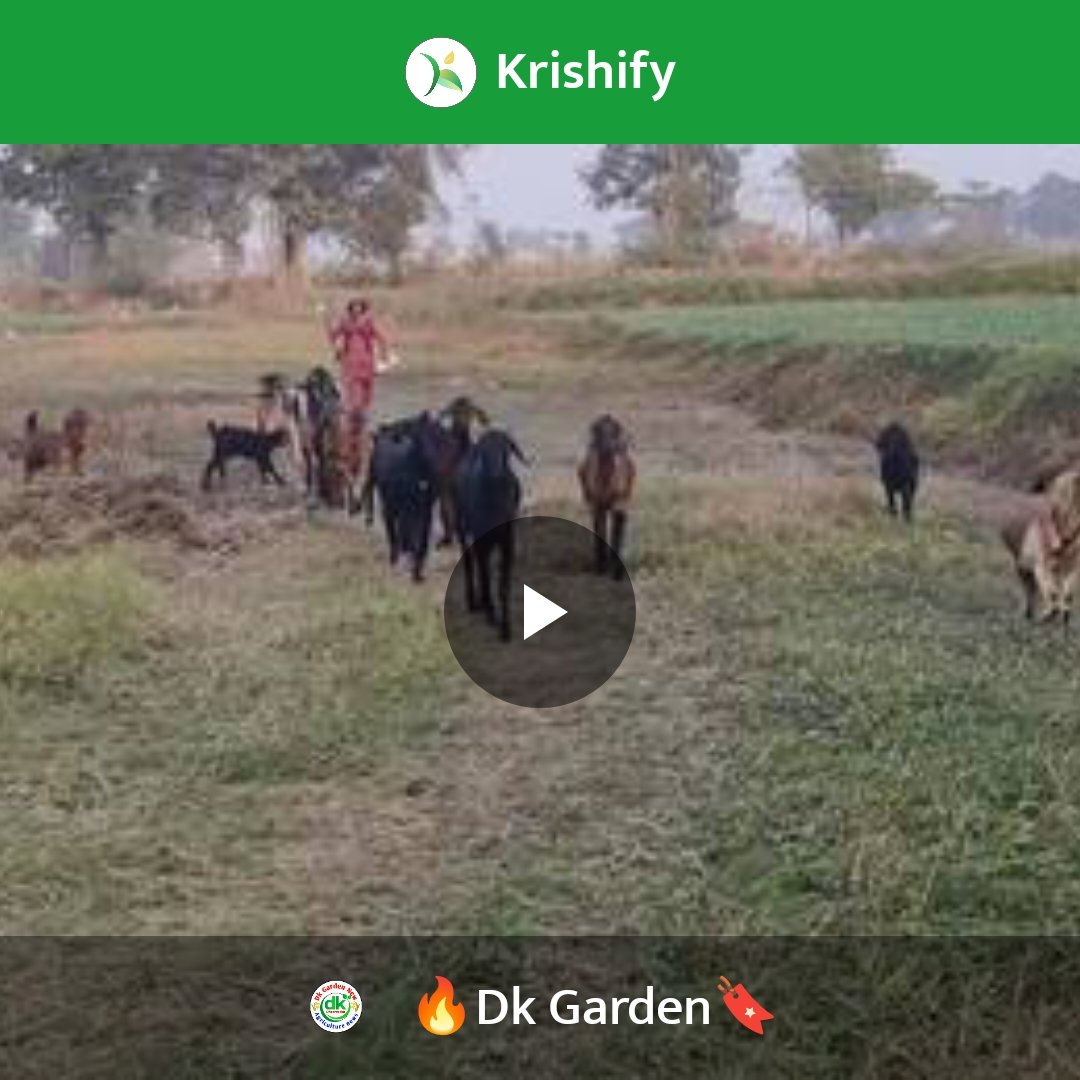 Bhola865's tweet image. krishify.in/aAzXnnYyX
#Krishify