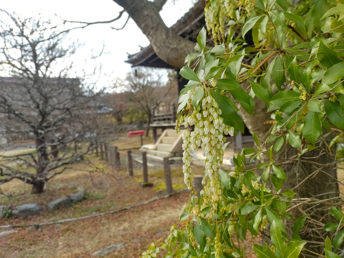 Seiryoji Temple/清凉寺/2024.01.27
#Kyoto #京都 #arashiyama #嵐山
#sagano #嵯峨野
#sagaarashiyama #嵯峨嵐山
#Seiryoji #清凉寺
#Sagasyakado #嵯峨釈迦堂
#NearbyTemple #近所の寺
#JapaneseAndromeda #馬酔木 #アセビ