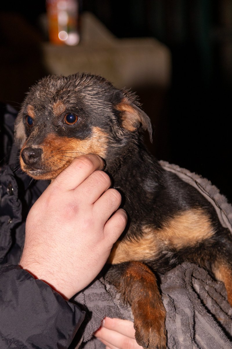 #sauvetageanimalier 🐶Au <a href="/sdis91/">Sapeurs-pompiers 91</a>, nous ne sauvons pas que des vies humaines : Vendredi dernier un chiot coincé dans un regard a été sauvé par les Groupes opérationnels spécialisés risques animaliers (RAN) et USAR après 5h d'intervention 😍👏

<a href="/Prefet91/">Préfète de l'Essonne 🇫🇷</a>