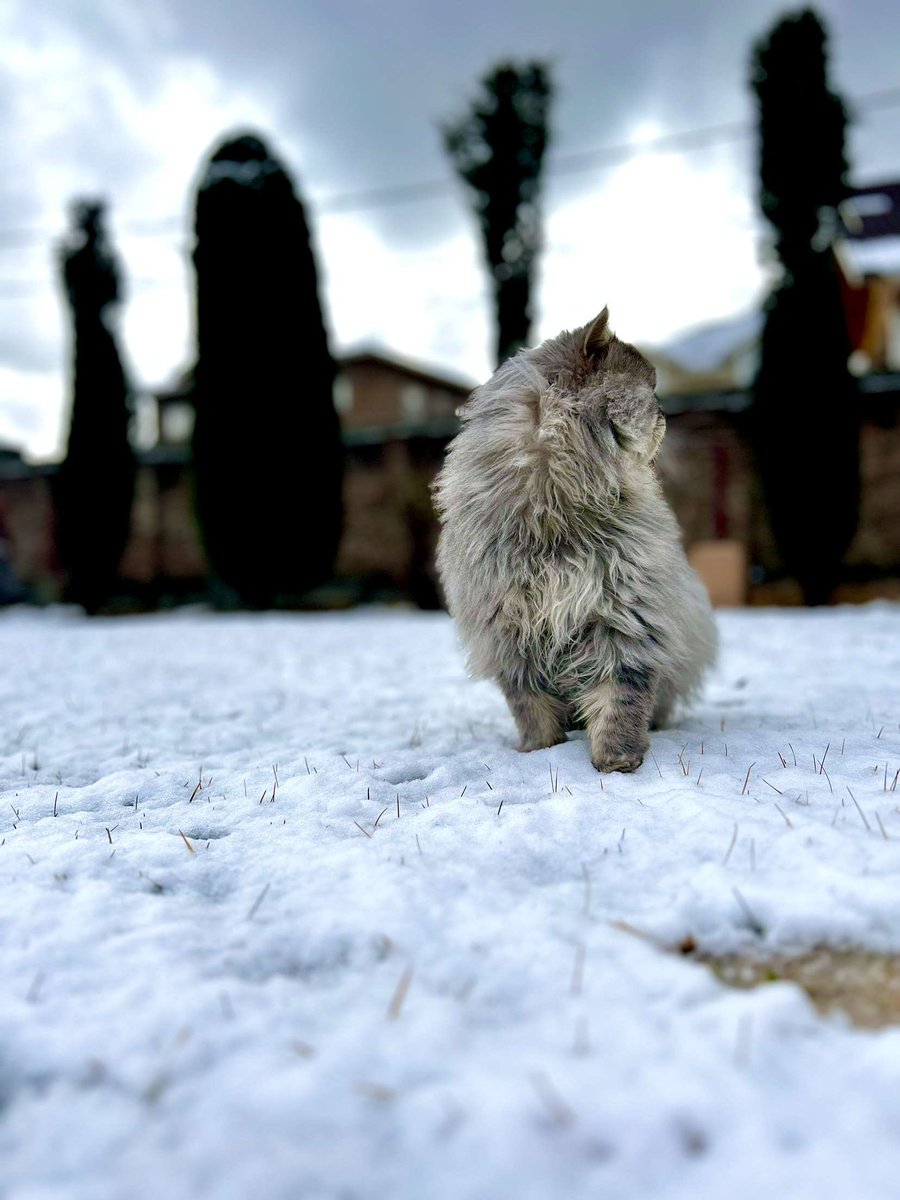 01.02.2024 
Srinagar, Kashmir 🤍🫶🏻