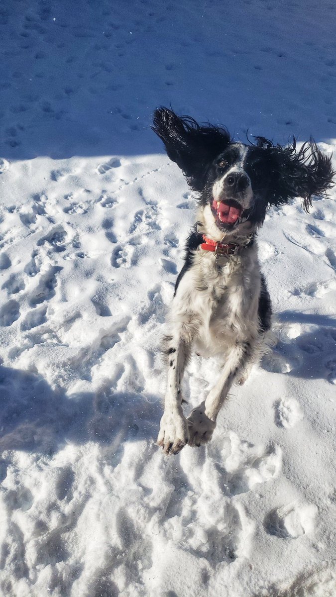WalkinDogwalk's tweet photo. It's #ThrowbackThursday to last week when we had snow, and Harper thought she could fly!
ππΎβ€ππΆβ
#TBT #springerspaniel #ithinkicanfly #walkinthedoginwhitby #walkinthedog https://t.co/AU1gP7rI2d