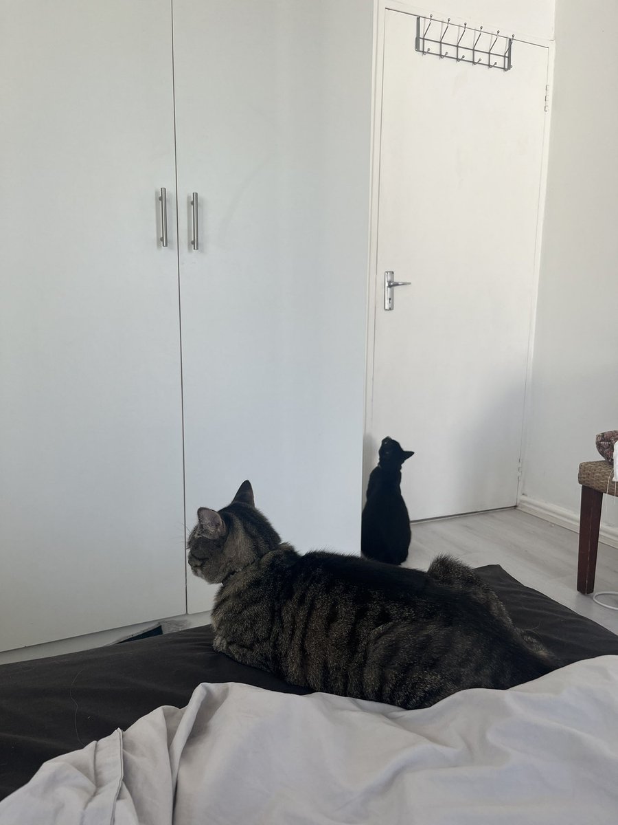 YesReallyAngel's tweet photo. It’s moving day number one. 

Moving Bae’s house to our new house today. I’m on cat duty while the boxes leave. 

Bruce knows how to open doors! 😳 https://t.co/q2ikqh9EL9