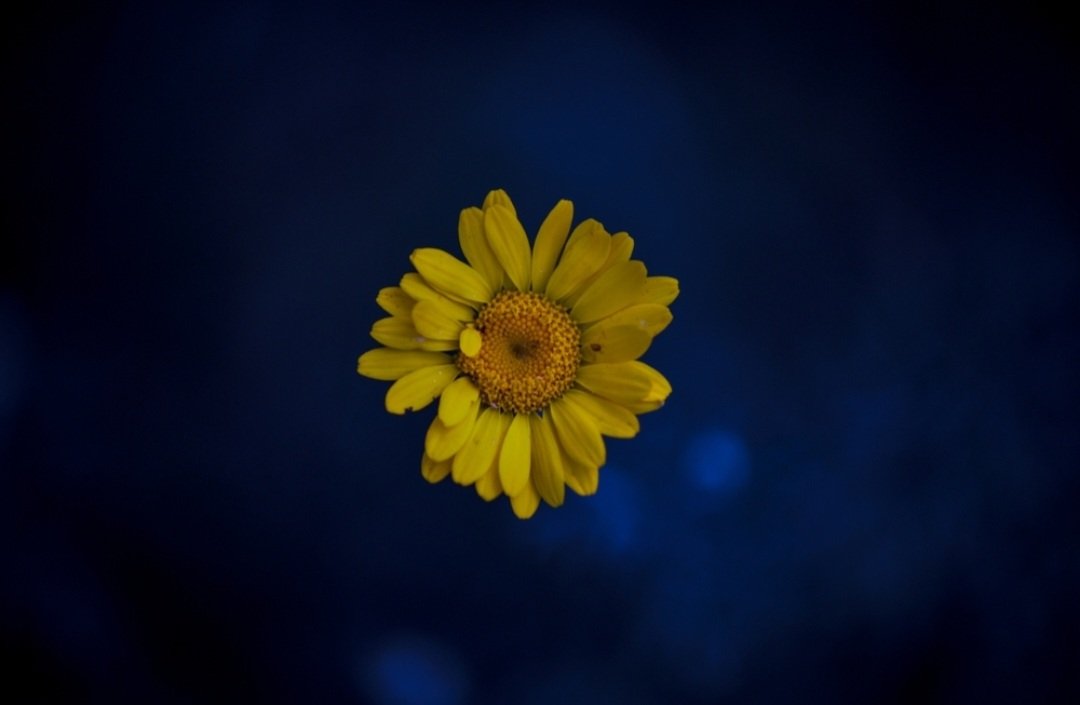 Good morning 

#FLOWER #background #nature #Blue #yellow #beautiful #photography #photooftheday #blooming #photo #art #fineart #flowerphoto