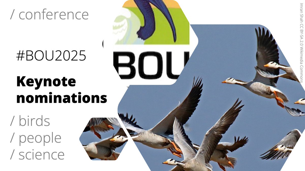 CALL FOR KEYNOTE NOMINATIONS #BOU2025 | Frontiers in ornithology | 1-3 April 2025 We're seeking nominations for keynotes at #BOU2025 Anyone can nominate and you can do so here: bou.org.uk/event/frontier… Nomination deadline: 30 April | #ornithology