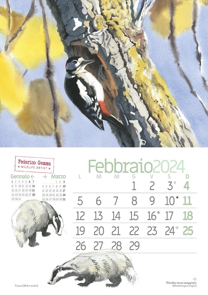 Federico_Gemma's tweet photo. February! New page on calendar! #wildlifeart #Calendar2024 #febbraio #february #woodpecker #picchio #picchiorossomaggiore #tasso #badger https://t.co/mES9vwNmXa