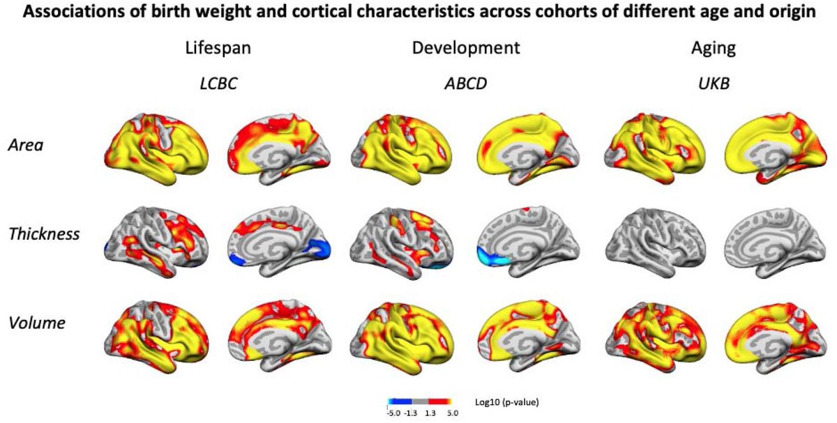 Much of the differences between people in aging are caused by early - even prenatal - factors. These are at least partly environmental: birth weight differences in MZ twins correlate with late-life brain structure.  Check out <a href="/eLife/">eLife - the journal</a> <a href="/KWalhovd/">Kristine B Walhovd</a> <a href="/VidalDidac/">Didac Vidal Pineiro</a>  elifesciences.org/reviewed-prepr…