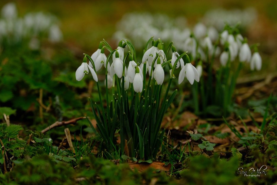 The #snowdrops at Mottisfont are beginning to bloom #NationalTrust  #spring #NatureBeauty #everyoneneedsnature