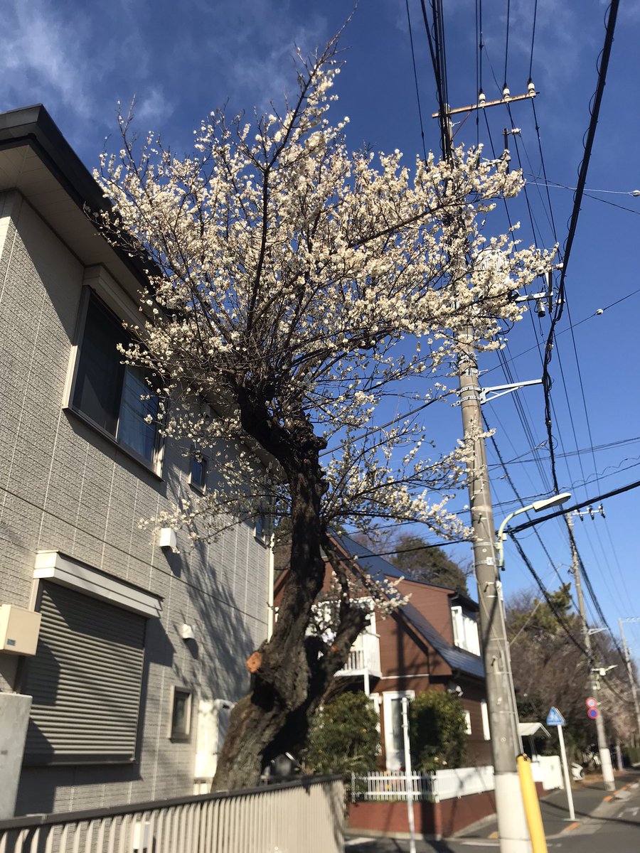 通勤中の風景。
これ桜だよね？。

まだ2月1日なんですけど…
暖冬で桜が狂い咲き。