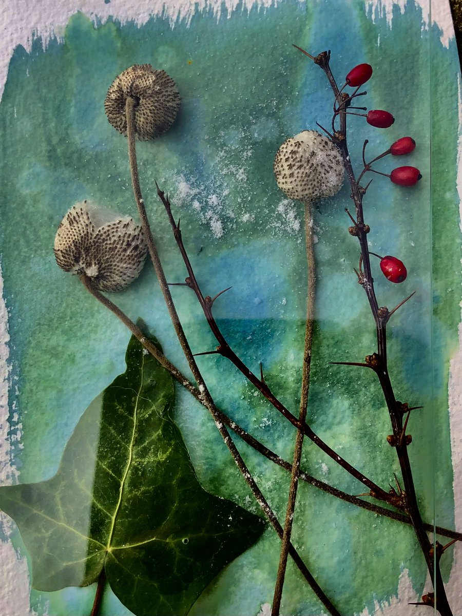 j_satsi's tweet photo. Poets Ivy & Salmon Barberry & Grape Leaf Anemone
“In some Native languages the term for plants translates to “those who take care of us.”
#flowers #flowerphotography #flowerprinting #naturewriting #nanprize #threadingrakflowers #cynotpeprinting #botany #ecology #ecofeminism https://t.co/1dnxbHnkFk