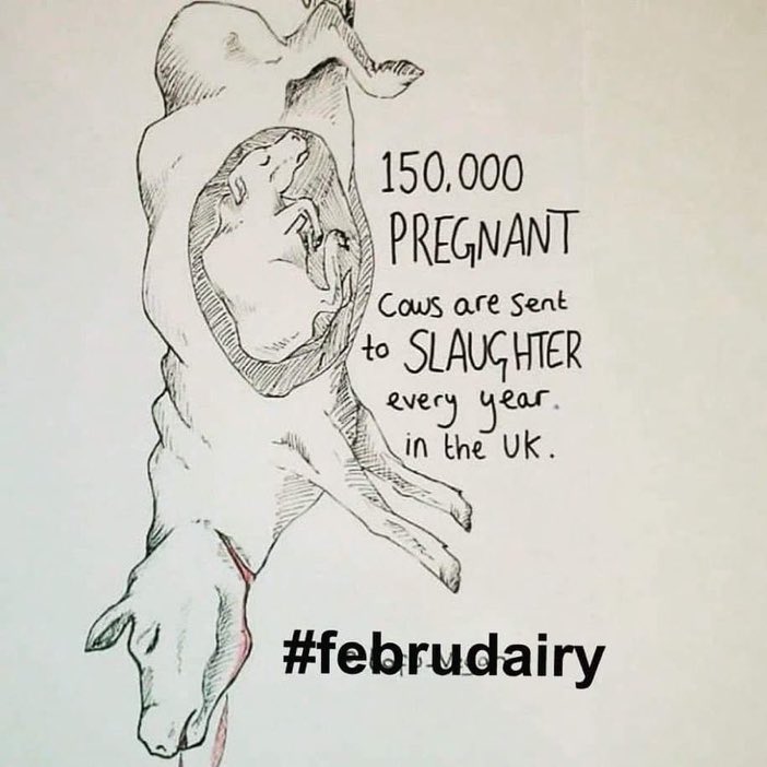 #dairy #dairymilk #teamdairy #dairyindustry #proudofdairy #shoutaboutdairy #newudders #lovecows #thisisdairy #milktruth #cowsmilk #dairyfacts #dairytruth #cheese #milk #ditchdairy #Februdairy #febudairy #Februadairy #WhyIDitchedDairy #Februdairy24 #cheeseadaychallenge #calving24