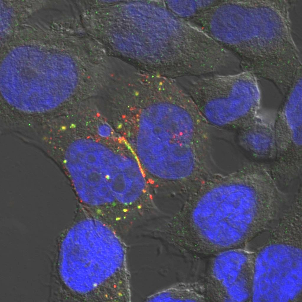 Danish BioImaging (DBI) tweet media