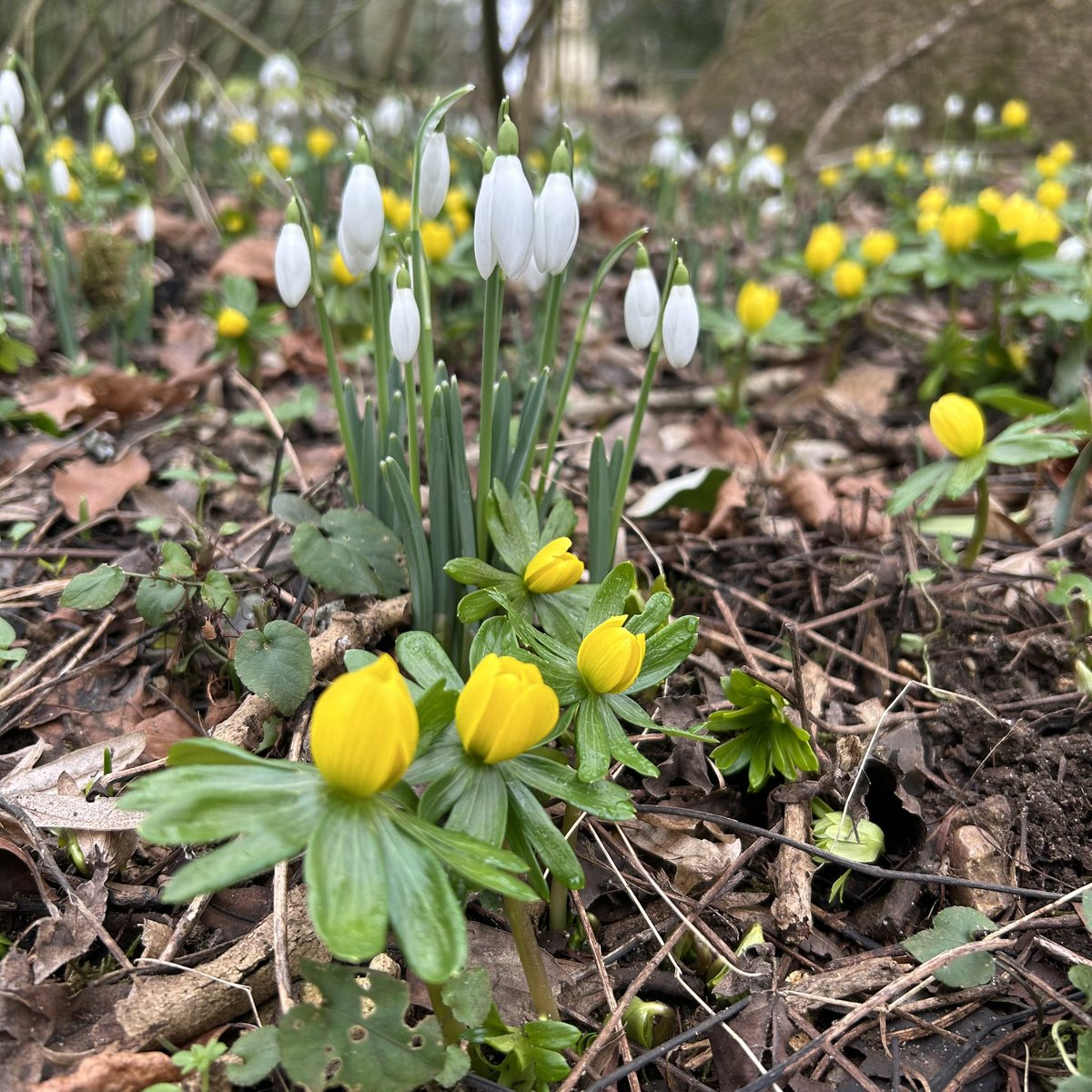 minnowmep's tweet photo. Spring is on its way. January is done and hopefully February is going to be kinder, with less tears and drama. I live in hope at least! #stowedrops #snowdrops #woodanemone #stowelandscapegardens #landscape_lovers #UKexplore #rural_love https://t.co/Fs8uTCOzTz