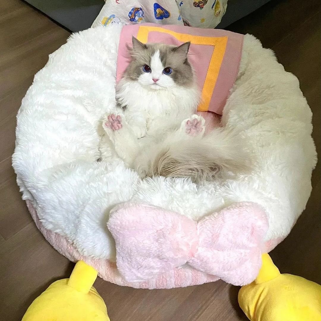 selcouthmindset's tweet photo. just a little baby https://t.co/1xwbxZot8n
