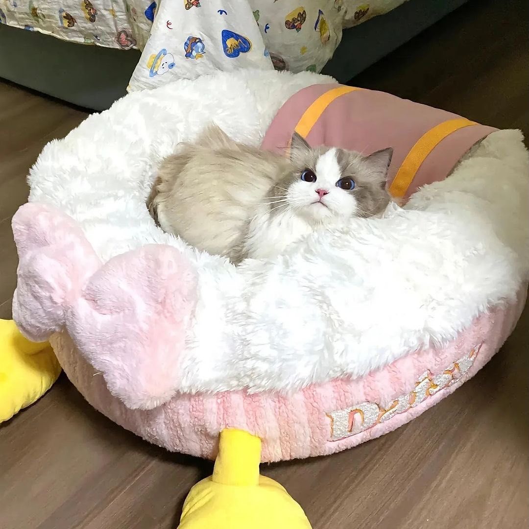 selcouthmindset's tweet photo. just a little baby https://t.co/1xwbxZot8n