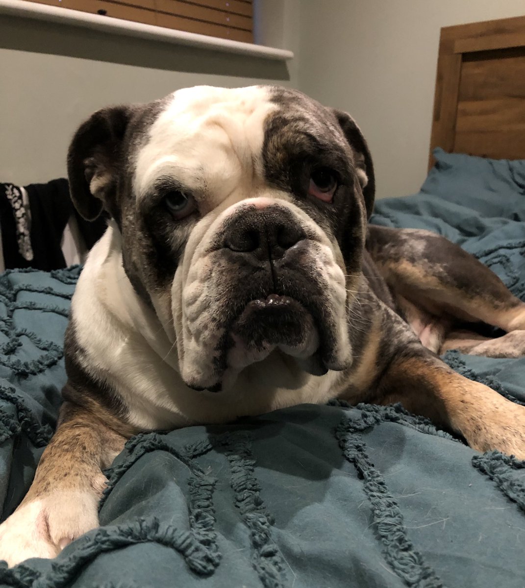 R23Dunn's tweet image. Pouty face 🥰 #thursdaymorning #dogsofx #liein