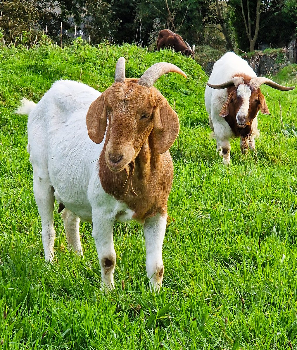 Encountered some very friendly locals in Greencastle ....
#ireland #irelandcruise #travelblog