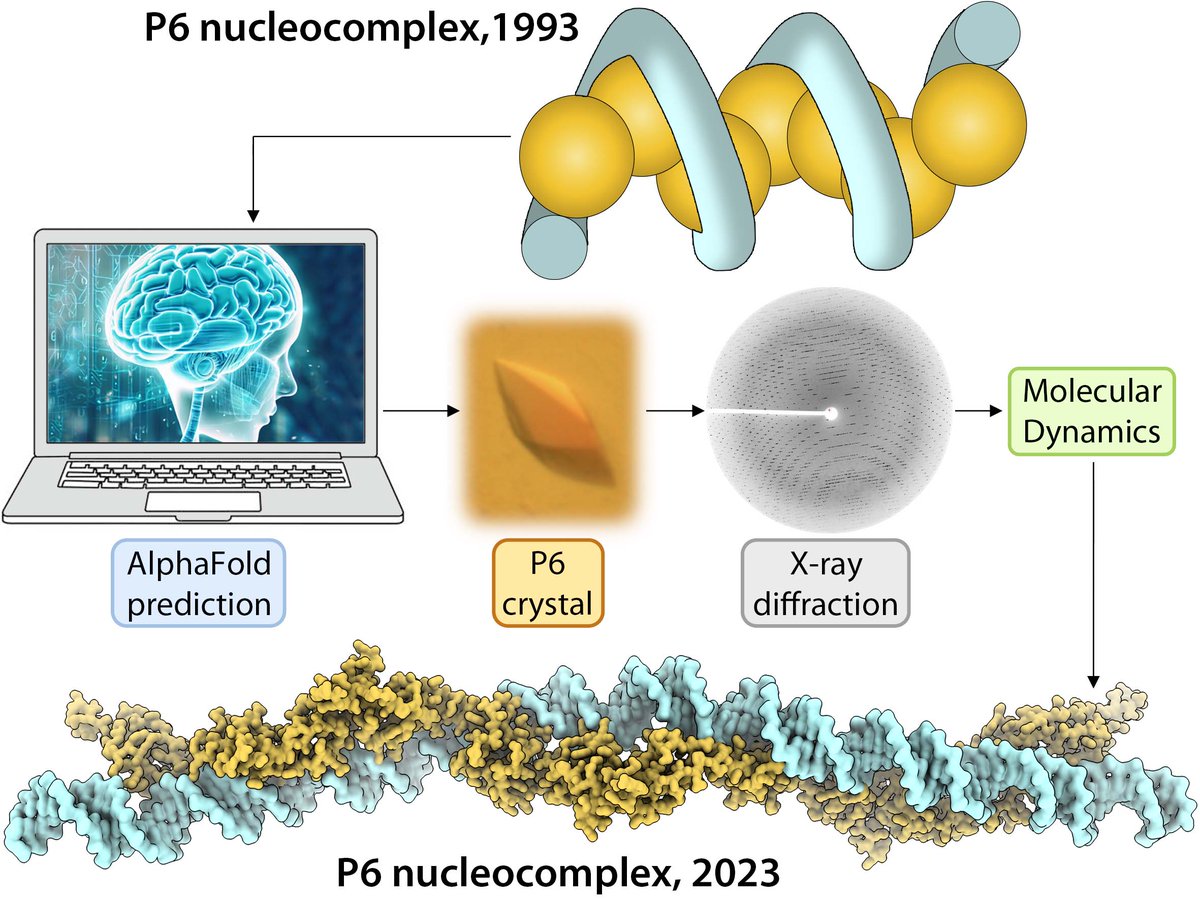 #IQFPaper Flexible structural arrangement and DNA-binding properties of protein p6 from Bacillus subtillis phage φ29. Published in Nuclein Acids Research.

Collaboration with @CIB_CSIC @UAHes @UMU @IMDEA_Nano @CBMSO_CSIC_UAM @IRBBarcelona @altos_labs 

bit.ly/49c8dIm