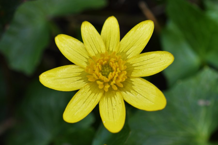 BioDataCentre's tweet photo. There's sometimes a bit of debate as to when Spring starts, however there's no debating that our #SpringFlowersProject species are starting to come into flower.
With 200 records submitted already, why not see which of our 20 chosen species are in your area? https://t.co/16V7X8AkDb