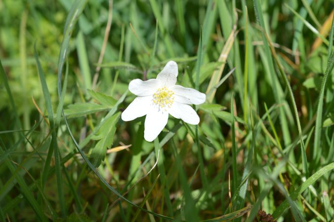 BioDataCentre's tweet photo. There's sometimes a bit of debate as to when Spring starts, however there's no debating that our #SpringFlowersProject species are starting to come into flower.
With 200 records submitted already, why not see which of our 20 chosen species are in your area? https://t.co/16V7X8AkDb